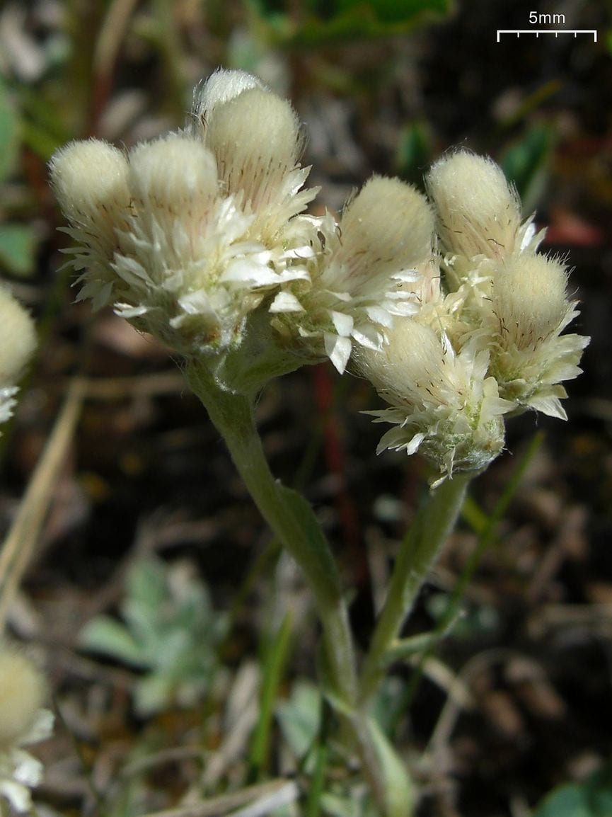 Small-leaf pussytoes (Antennaria parvifolia)