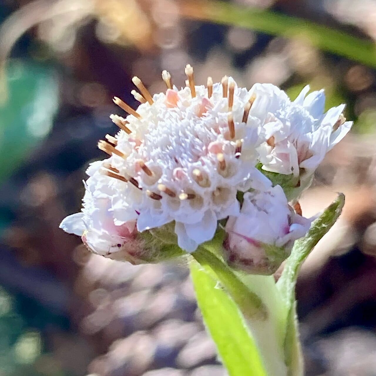 Singlehead pussytoes (Antennaria solitaria)