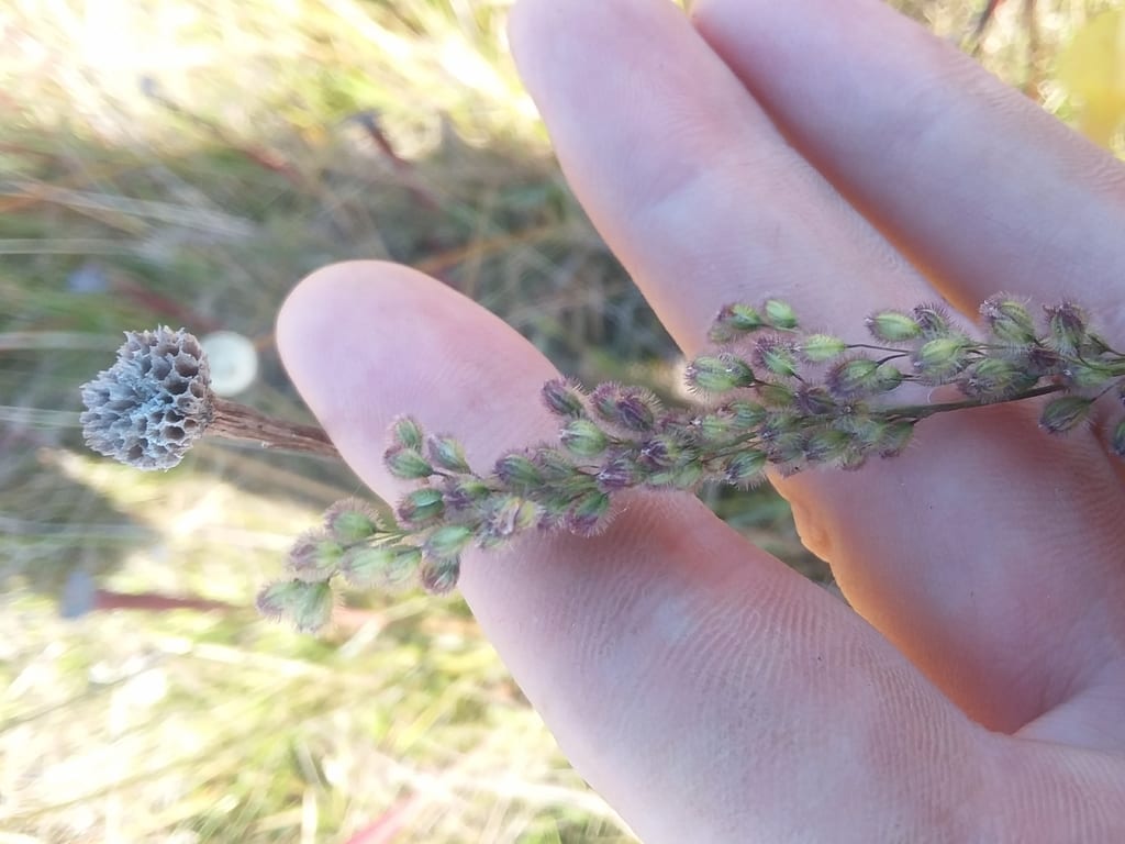 Purple silkyscale (Anthaenantia rufa)