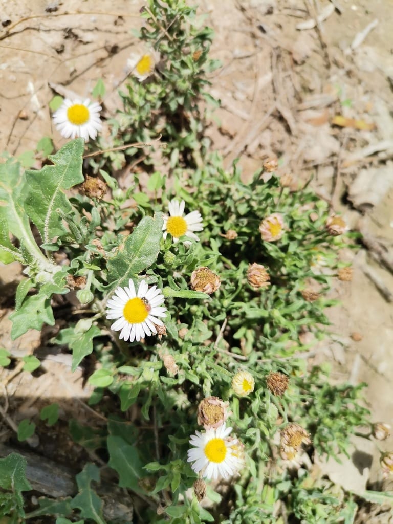 Plains dozedaisy (Aphanostephus ramosissimus var. ramosissimus)