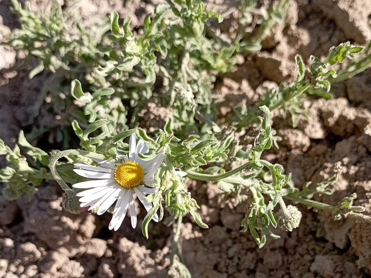 Plains dozedaisy (Aphanostephus ramosissimus)