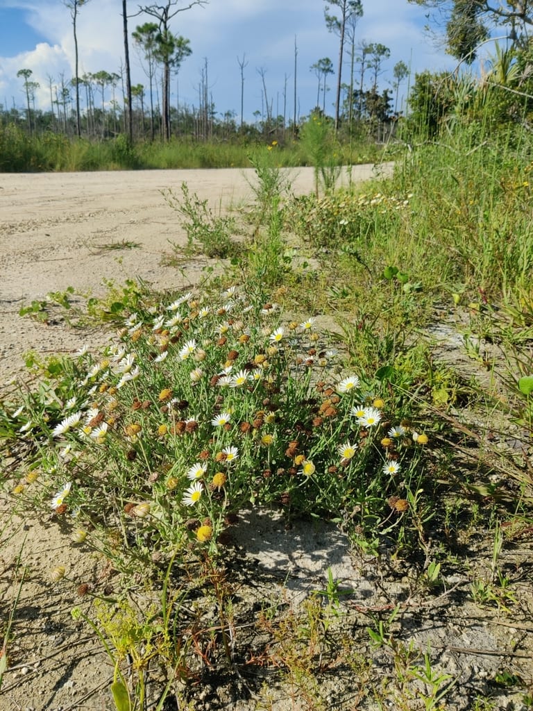 Arkansas dozedaisy (Aphanostephus skirrhobasis var. skirrhobasis)