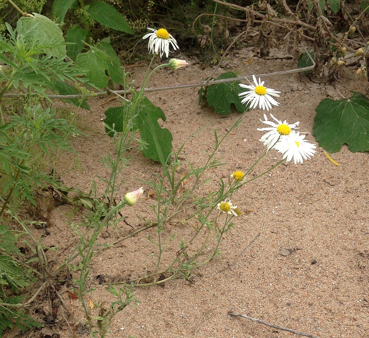 Lazy daisy (Aphanostephus skirrhobasis)