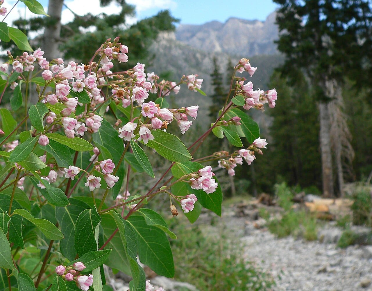 Spreading dogbane (Apocynum androsaemifolium)