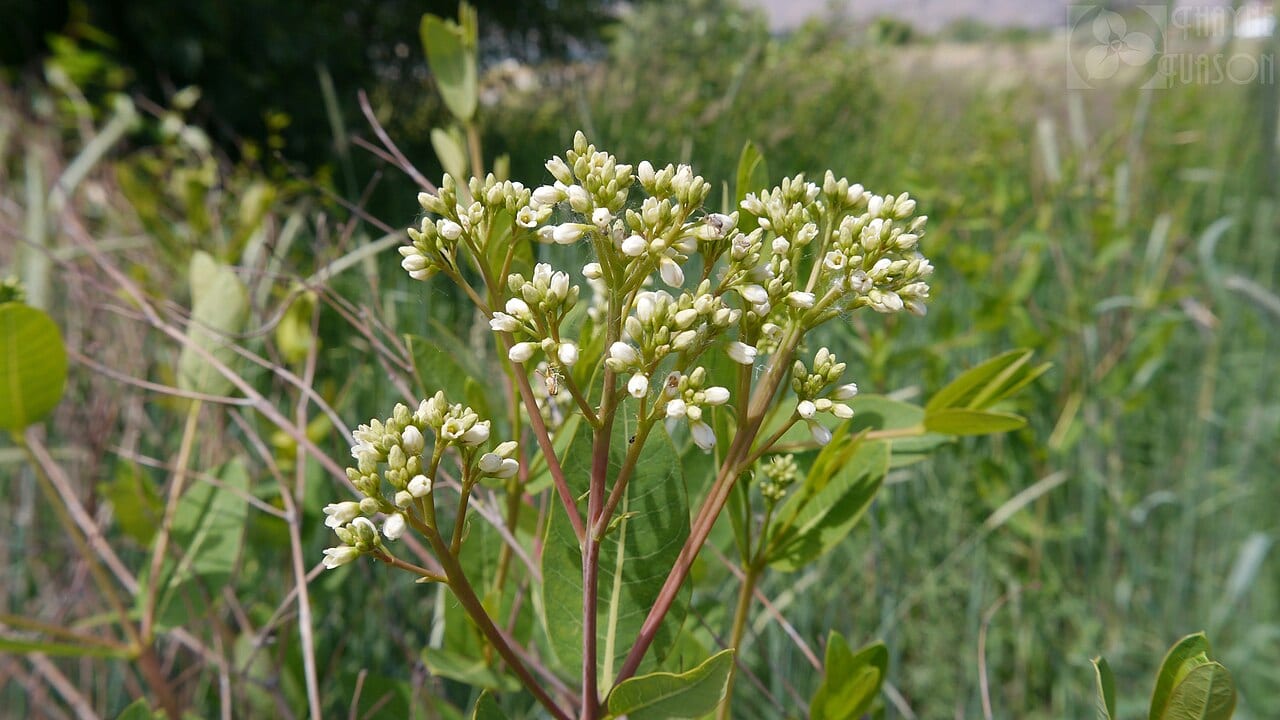 Indian hemp (Apocynum cannabinum)