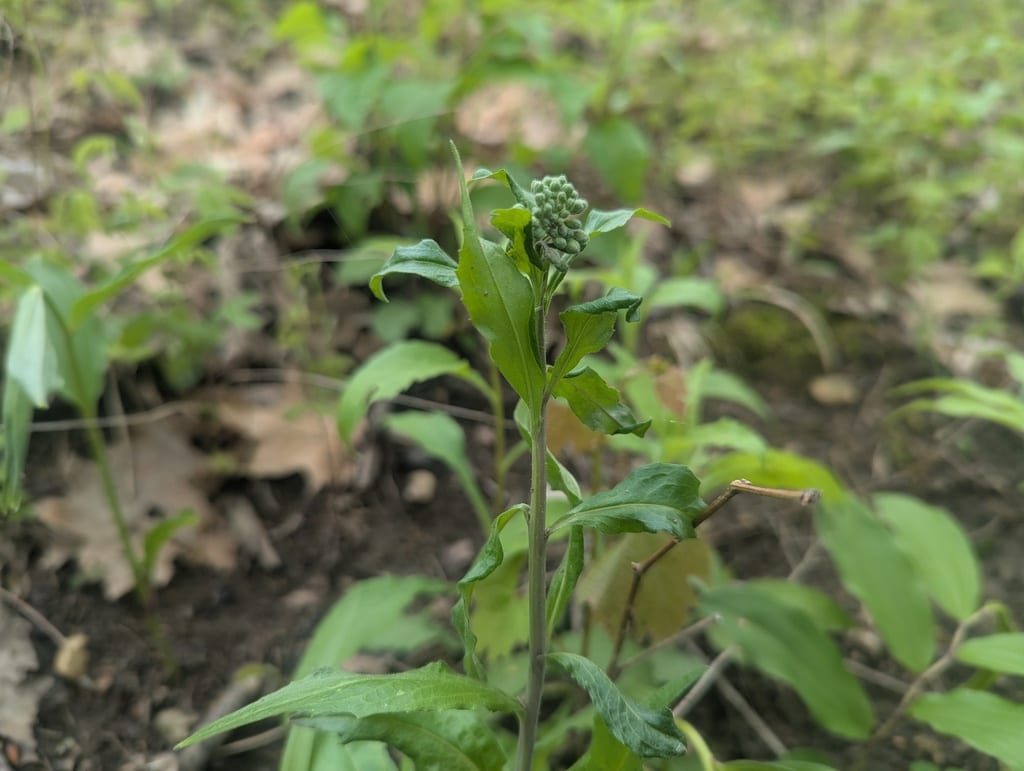 Sicklepod (Arabis canadensis)