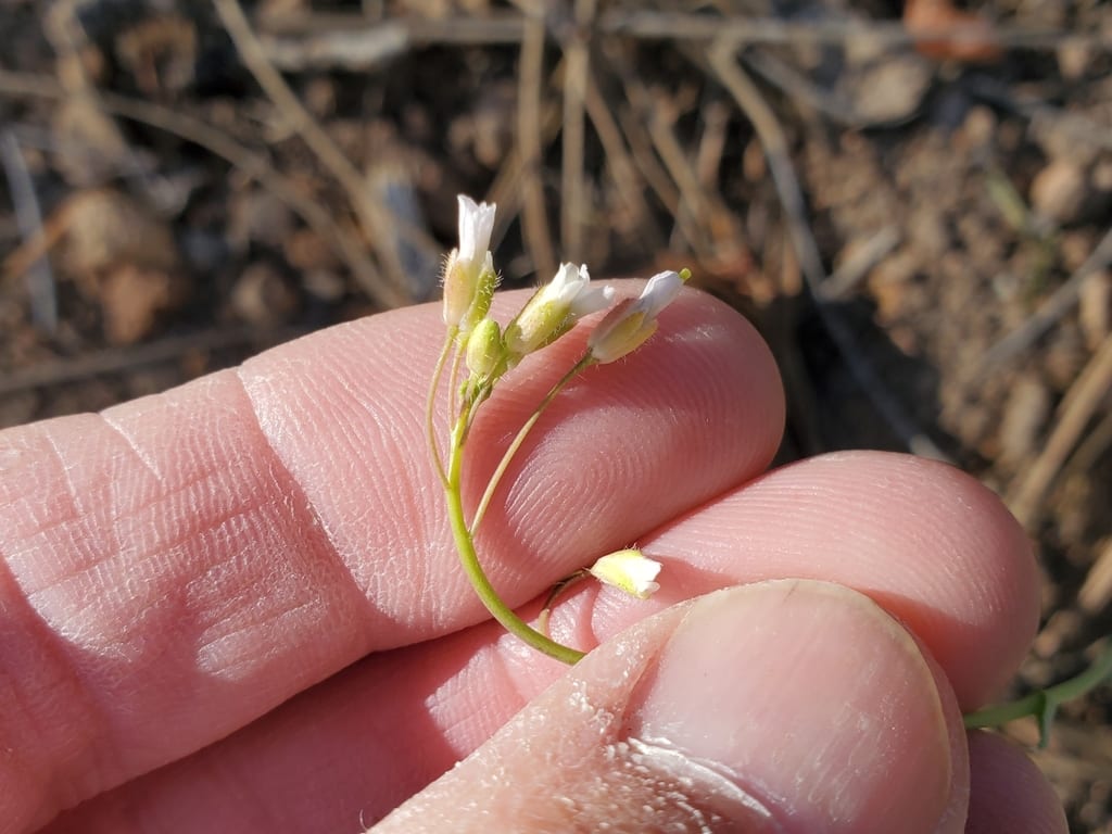 Fendler's rock cress (Arabis fendleri)