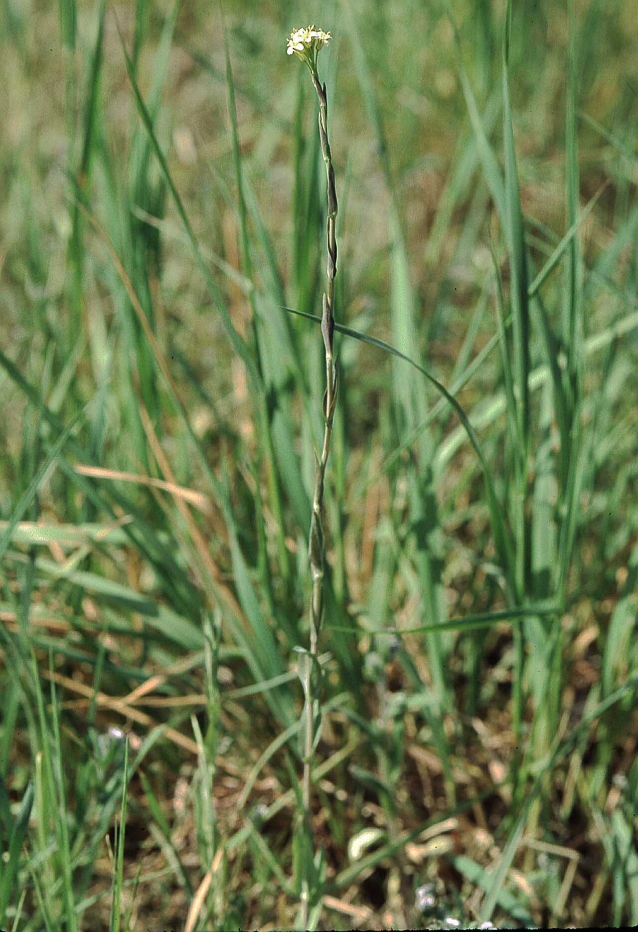 Tower rockcress (Arabis glabra)