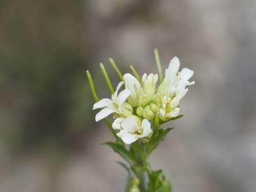 Creamflower rockcress (Arabis hirsuta var. pycnocarpa)
