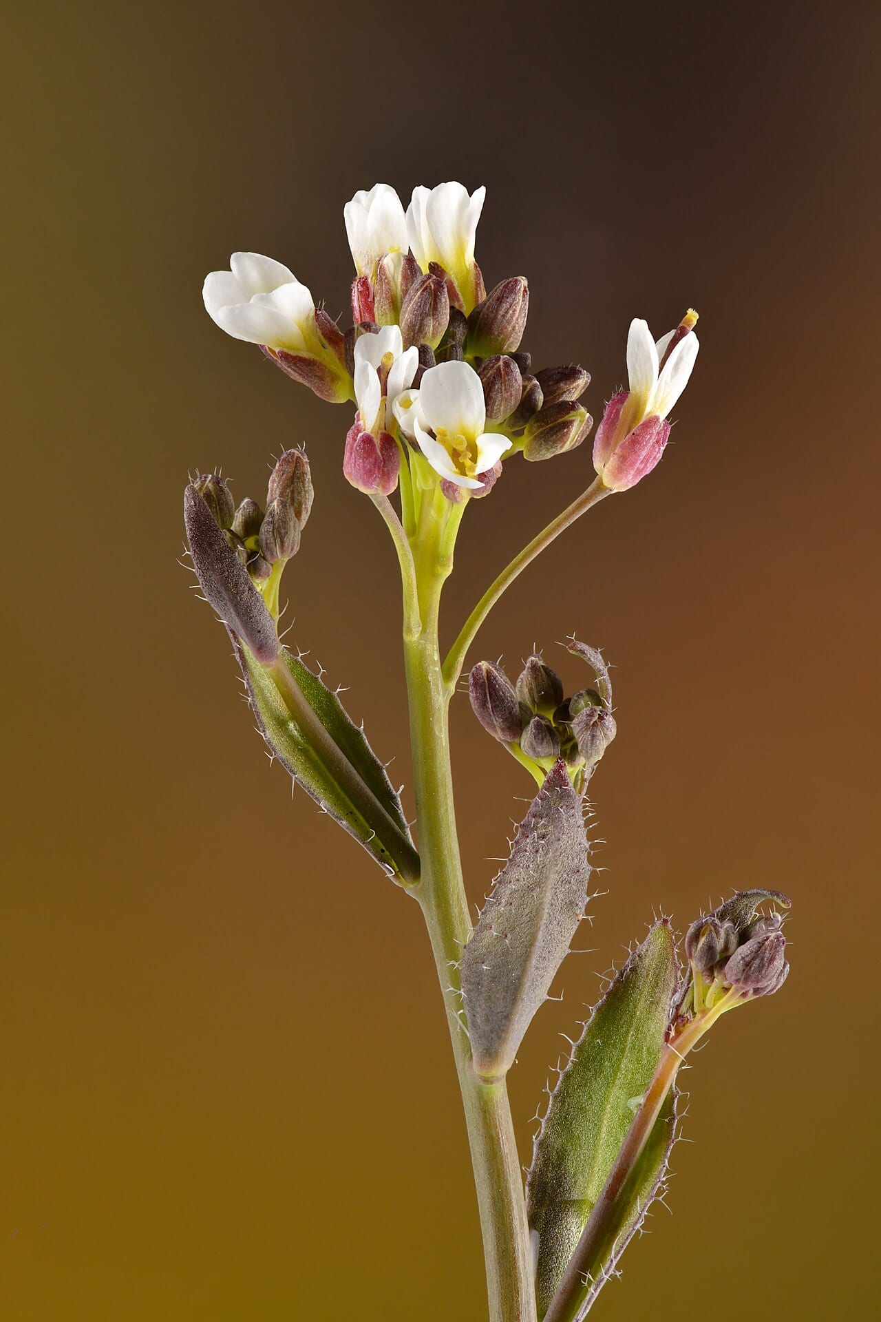 Hairy rockcress (Arabis hirsuta)