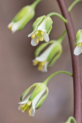 Smooth rockcress (Arabis laevigata var. laevigata)