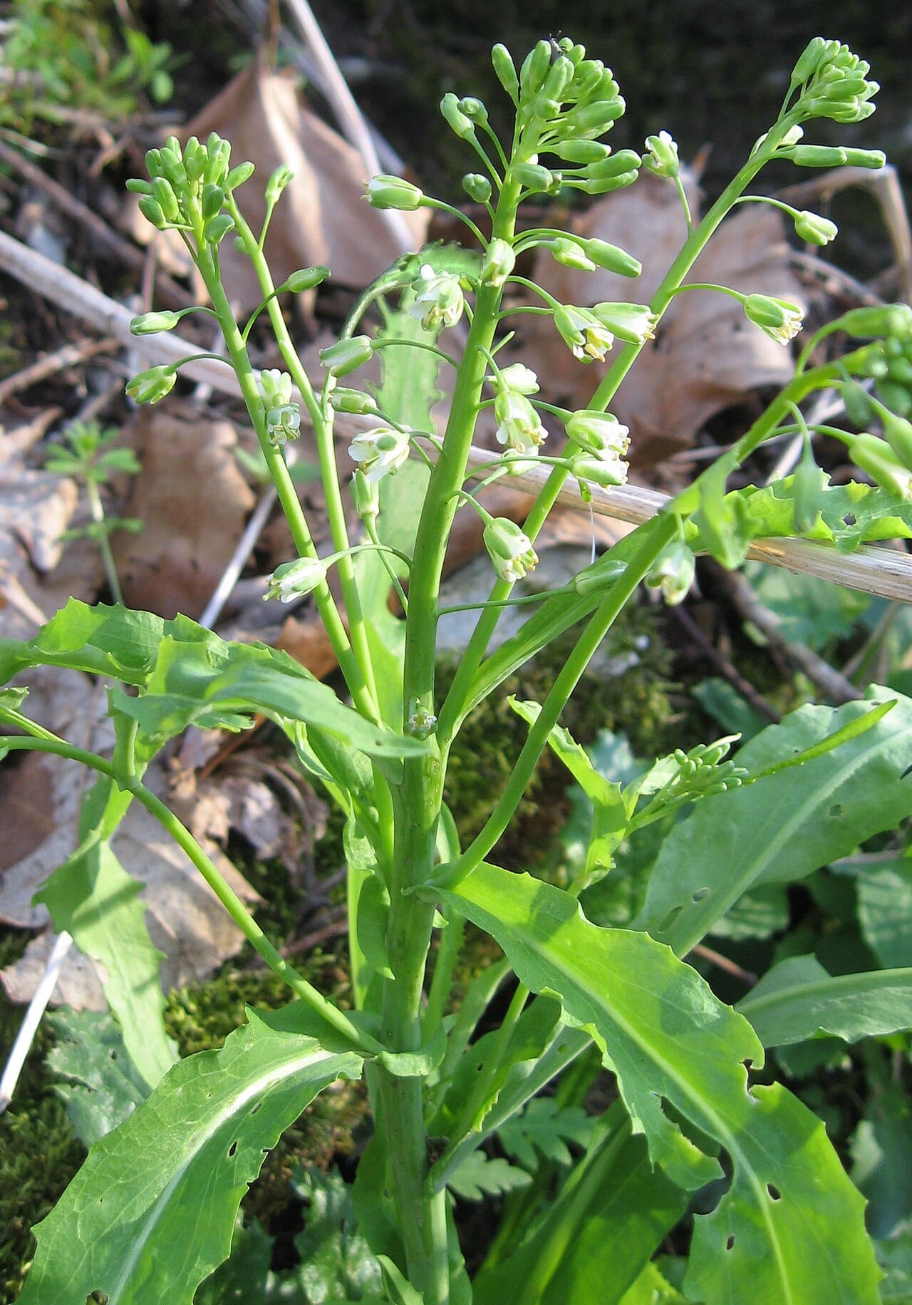 Smooth rockcress (Arabis laevigata)