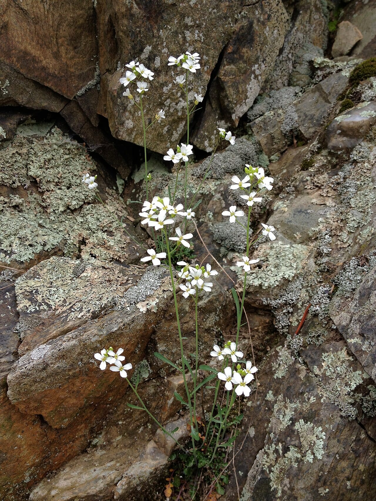 Lyrate rockcress (Arabis lyrata)