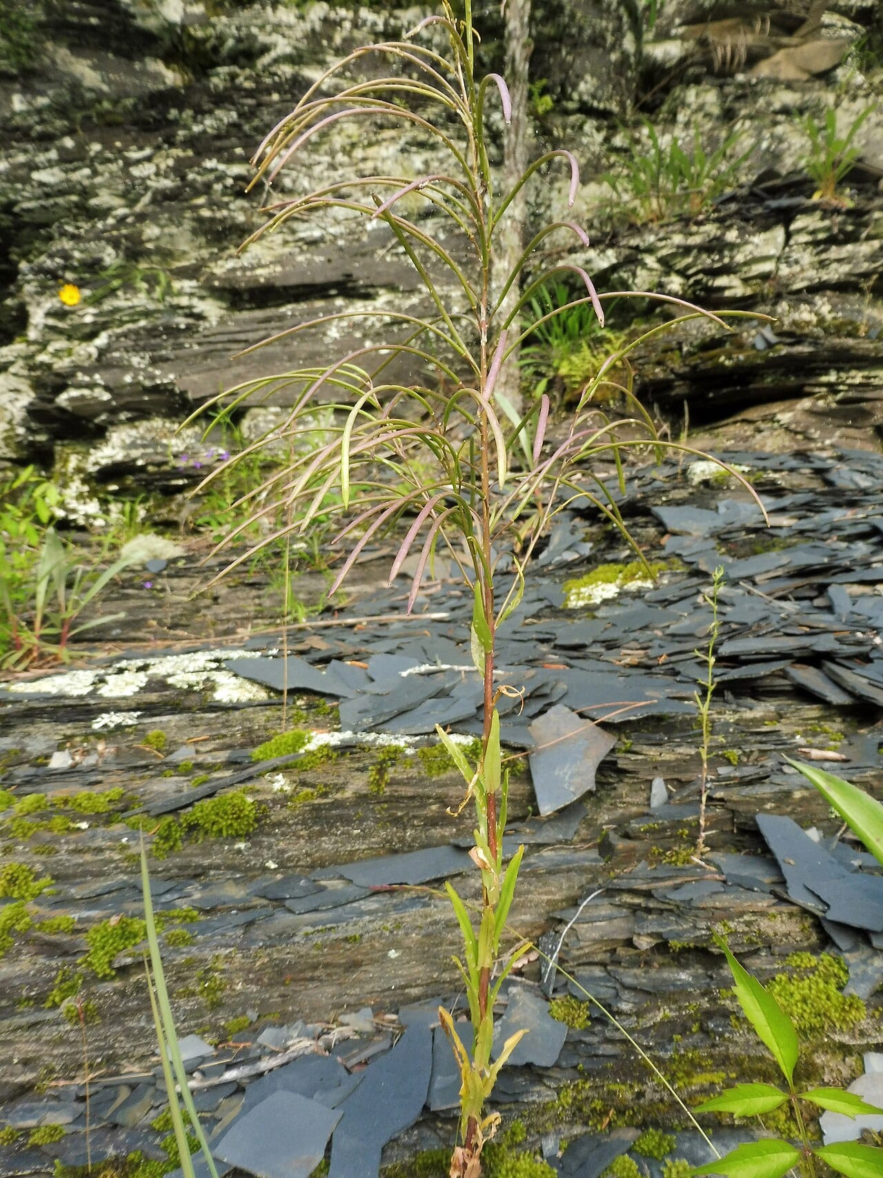 Green rockcress (Arabis missouriensis)