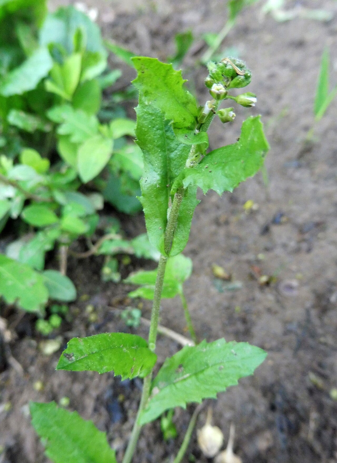 Short's false rockcress (Arabis shortii)
