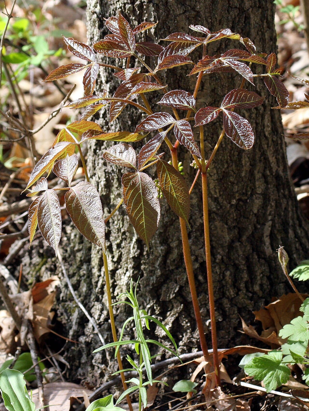 Wild sarsaparilla (Aralia nudicaulis)