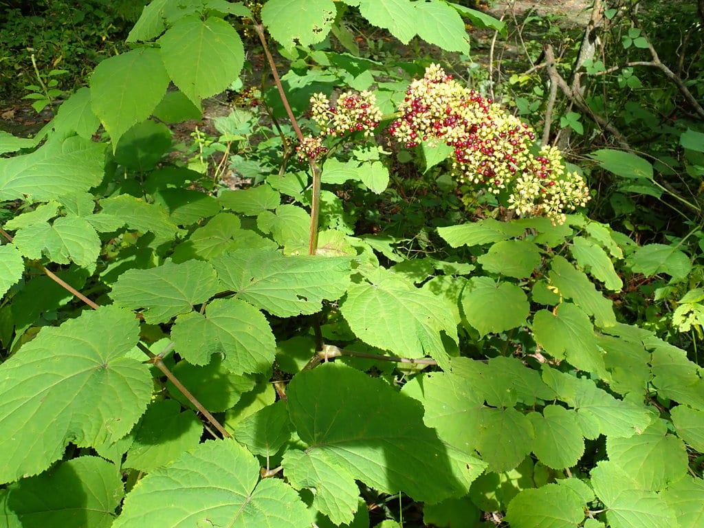 American spikenard (Aralia racemosa ssp. racemosa)