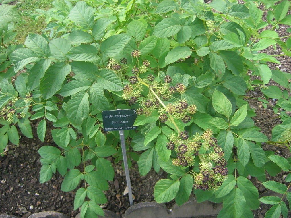 American spikenard (Aralia racemosa)