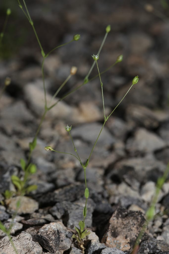 Hilly sandwort (Arenaria benthamii)