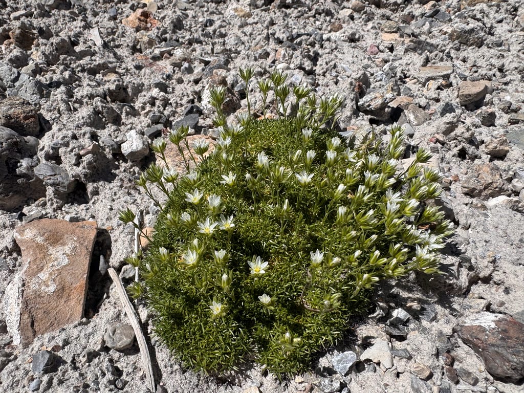 Hooker's sandwort (Arenaria hookeri ssp. pinetorum)