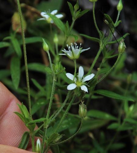 Spreading sandwort (Arenaria lanuginosa ssp. lanuginosa)