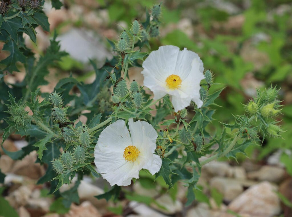 Texas bluestem pricklypoppy (Argemone albiflora ssp. texana)