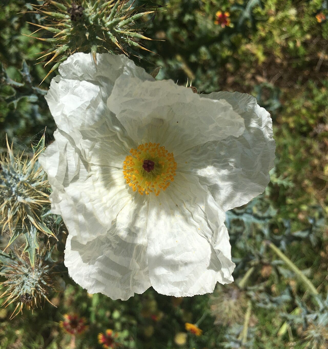 Bluestem pricklypoppy (Argemone albiflora)