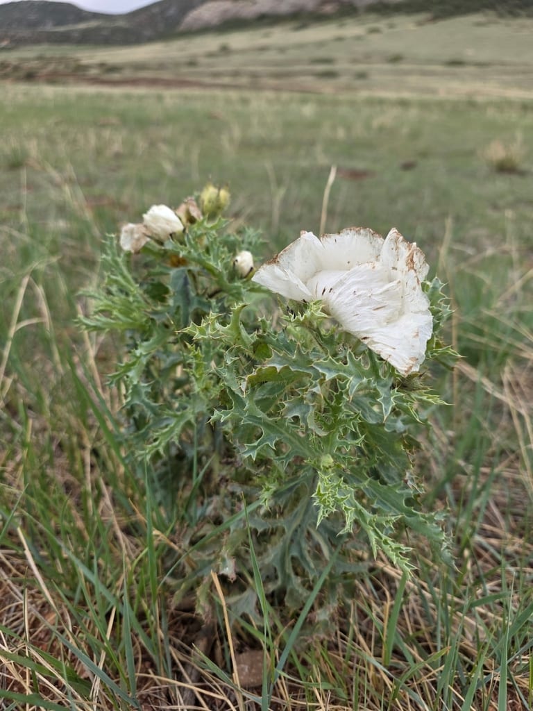 Rough pricklypoppy (Argemone hispida)