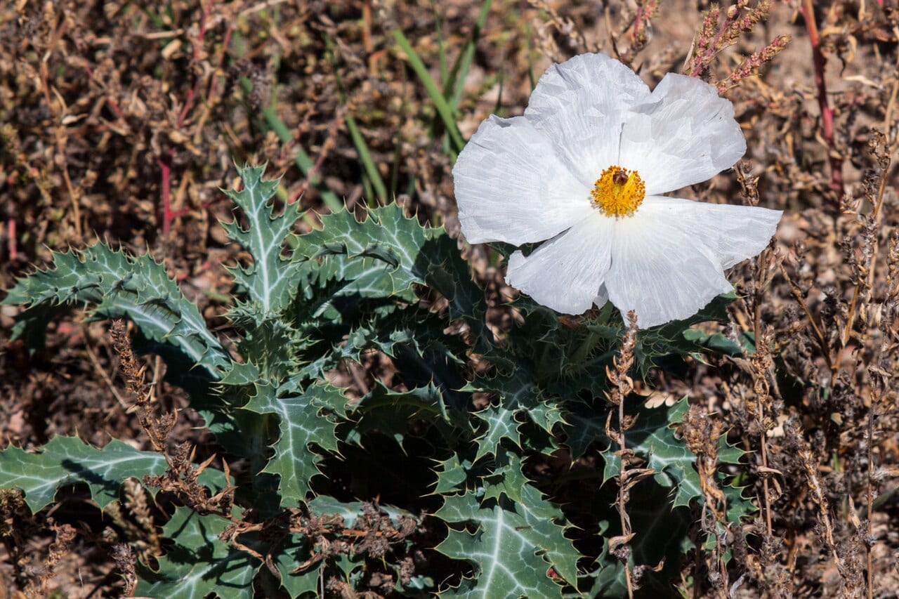 Crested pricklypoppy (Argemone polyanthemos)