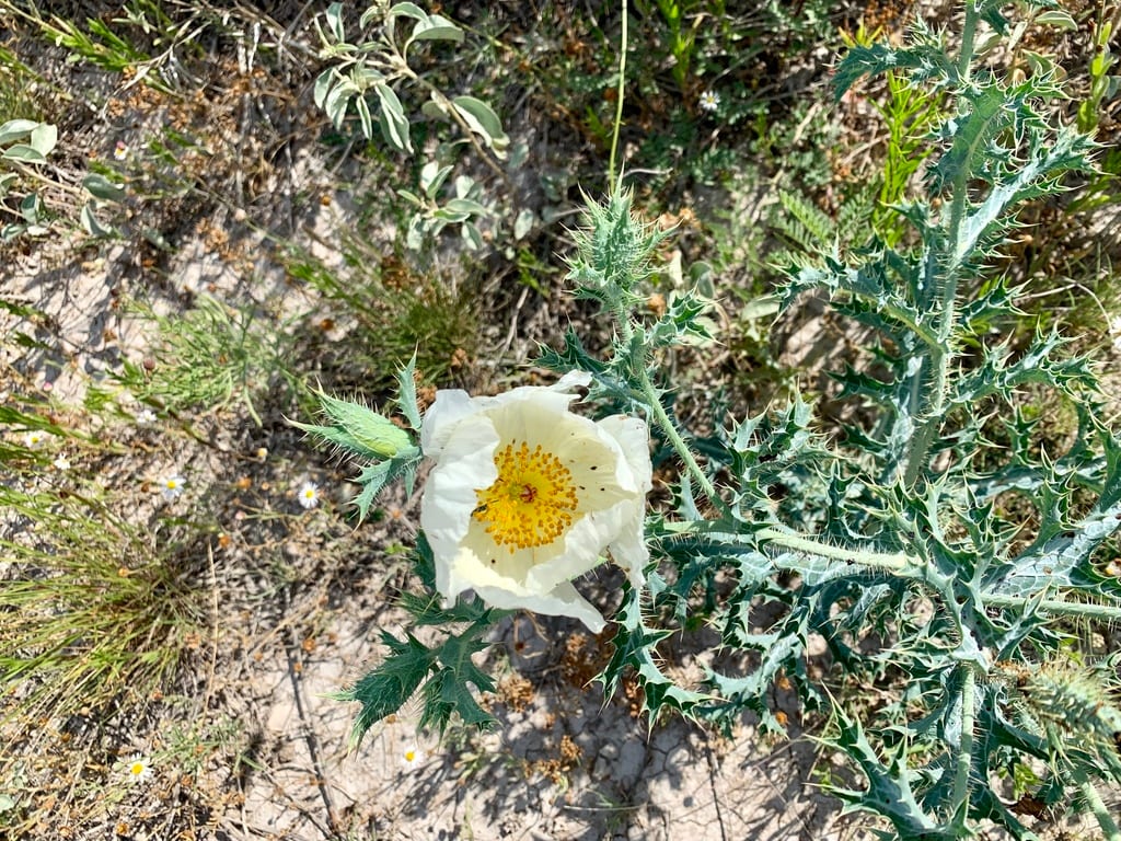 Hedgehog prickly poppy (Argemone squarrosa ssp. squarrosa)