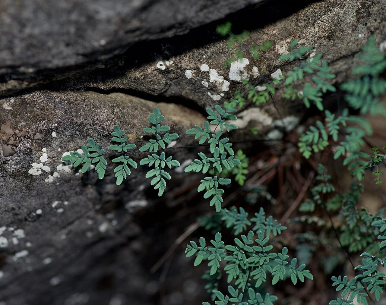 Powdery false cloak fern (Argyrochosma dealbata)