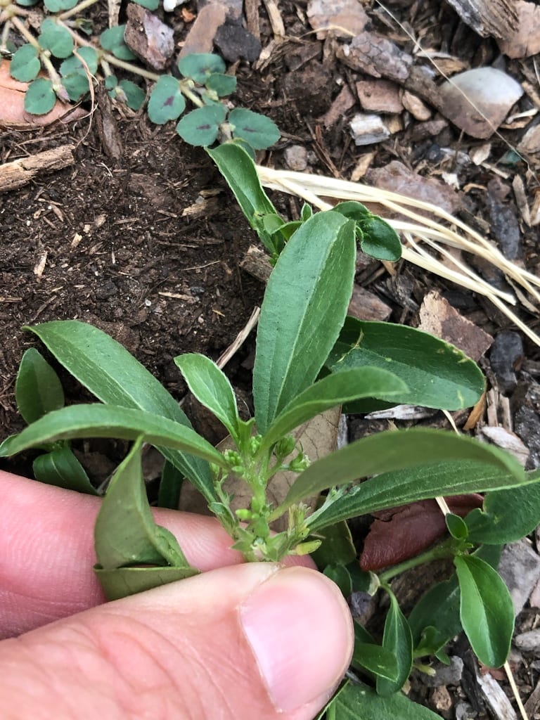 Low silverbush (Argythamnia humilis var. laevis)
