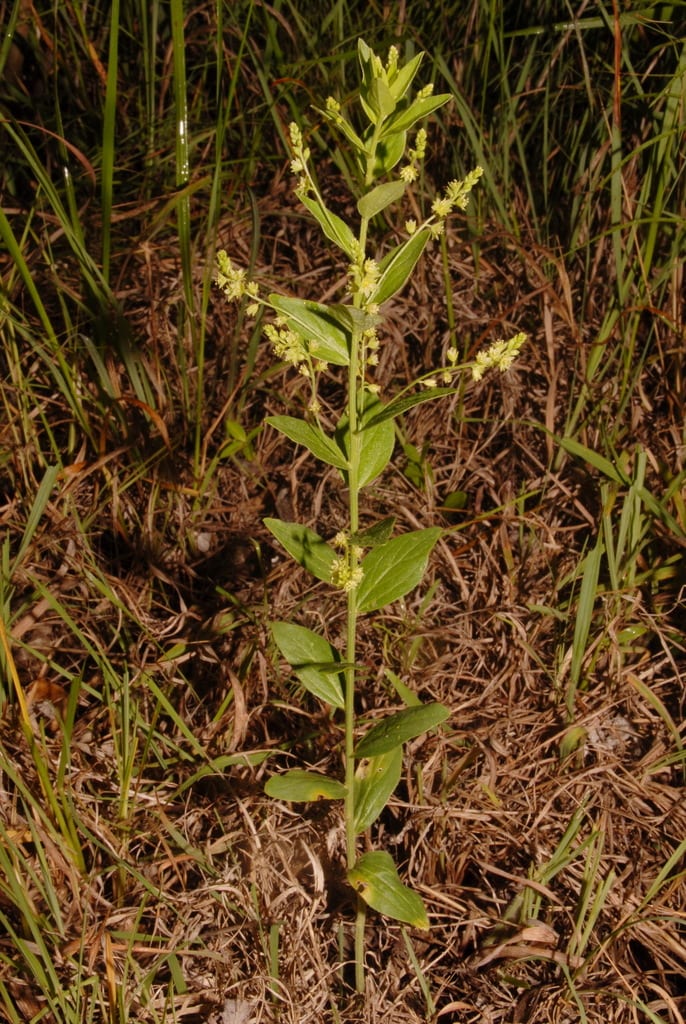 Tall silverbush (Argythamnia mercurialina var. mercurialina)