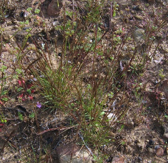 Six weeks three awn (Aristida adscensionis)