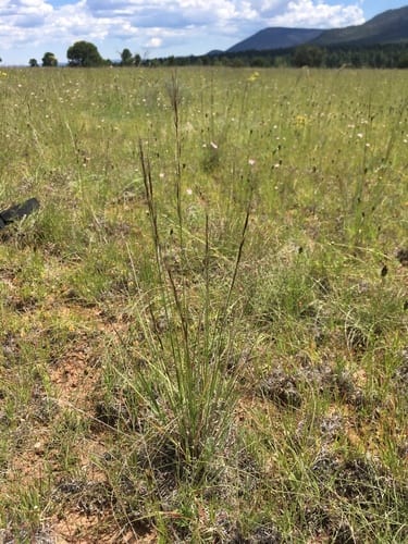 Arizona three-awn (Aristida arizonica)