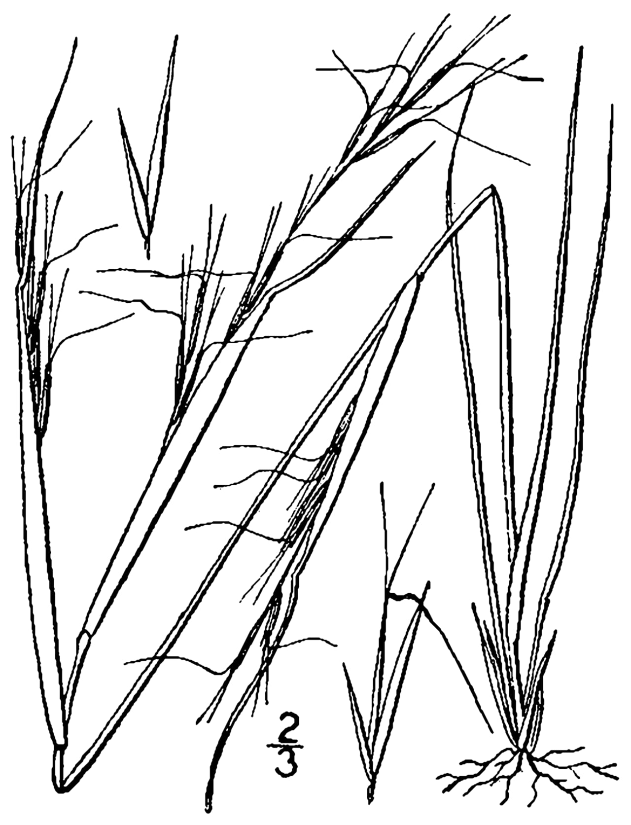 Forked threeawn (Aristida basiramea)