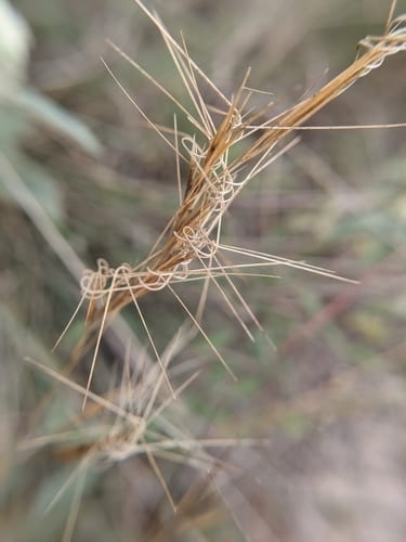 Curly threeawn (Aristida desmantha)