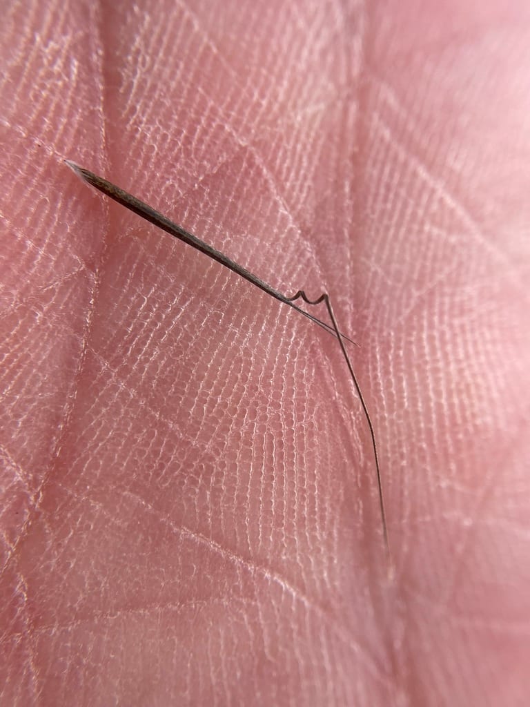 Curtis' three-awn (Aristida dichotoma var. curtissii)