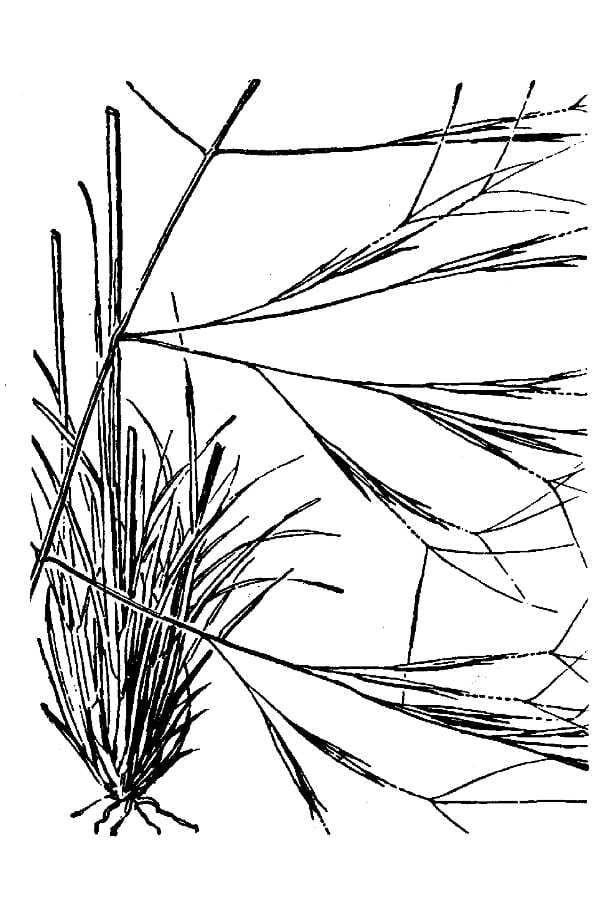 Poverty threeawn (Aristida divaricata)
