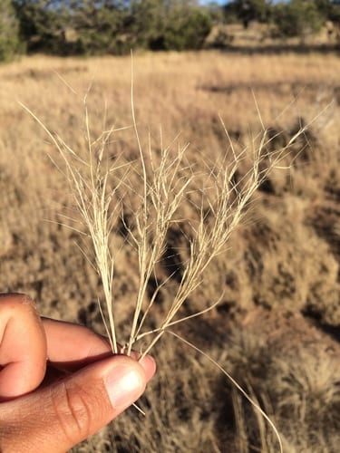 Havard threeawn (Aristida havardii)