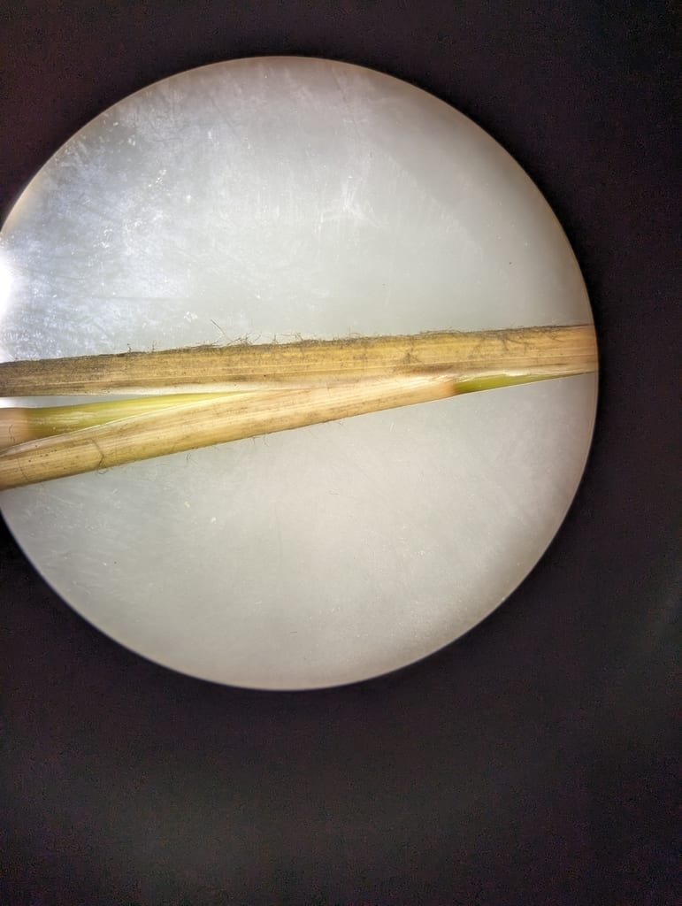 Woollysheath threeawn (Aristida lanosa)
