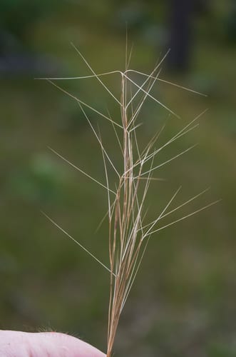 Slimspike three-awn (Aristida longespica var. geniculata)
