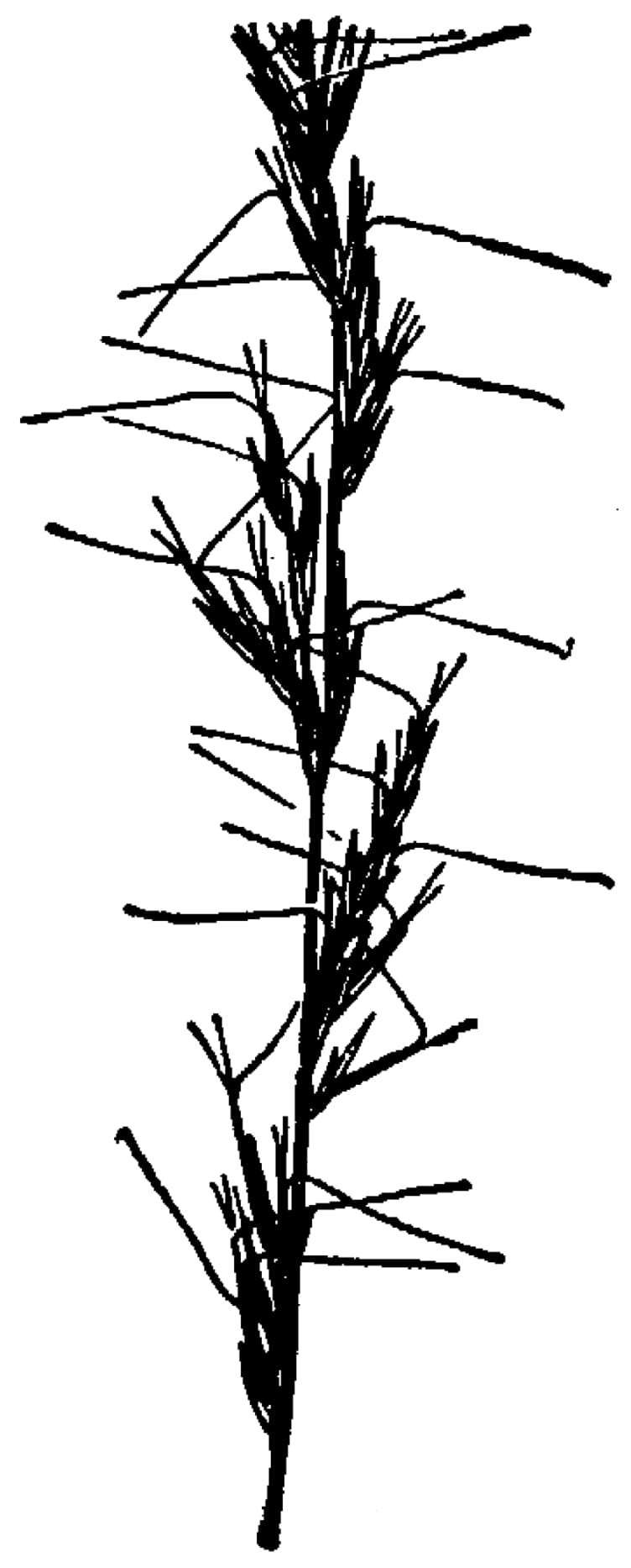 Slimspike threeawn (Aristida longespica)