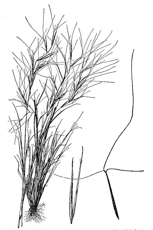 Prairie threeawn (Aristida oligantha)