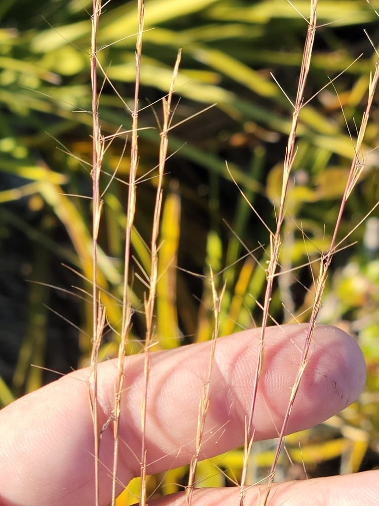 Arrowfeather three-awn (Aristida purpurascens var. virgata)
