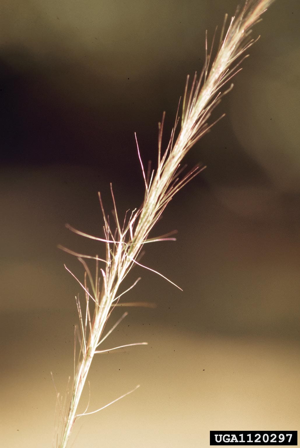Arrowfeather threeawn (Aristida purpurascens)