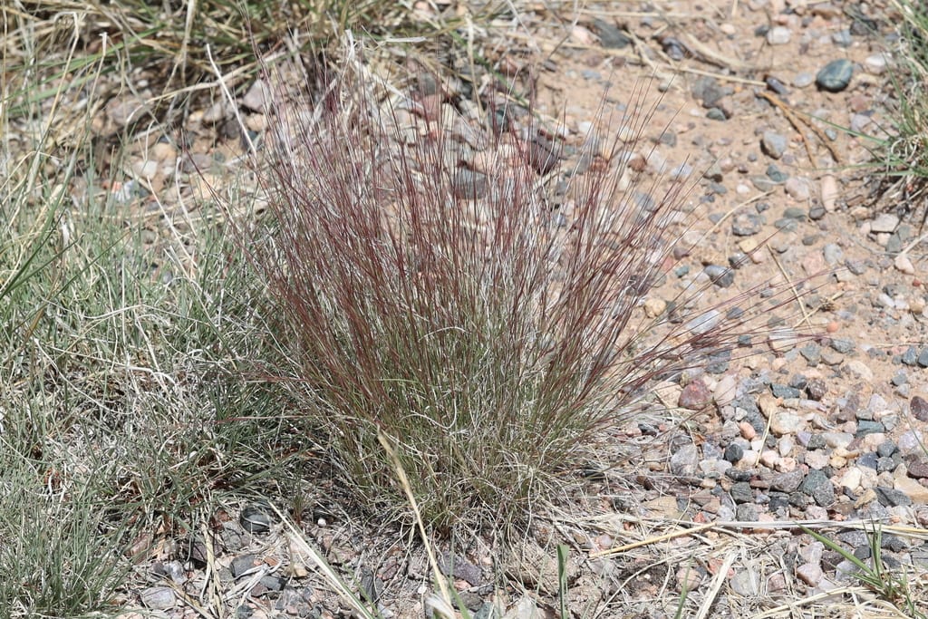 Red three-awn (Aristida purpurea var. longiseta)