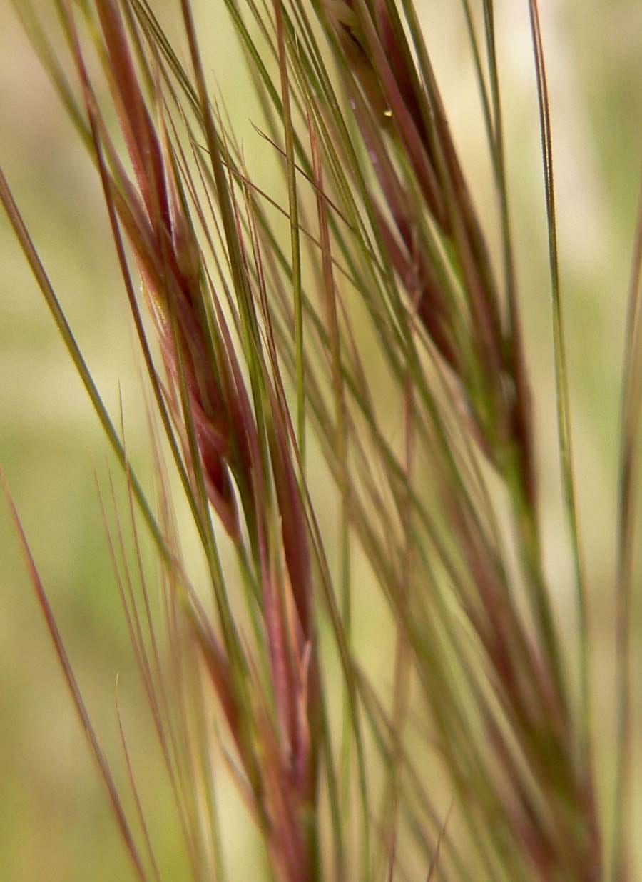 Purple threeawn (Aristida purpurea)