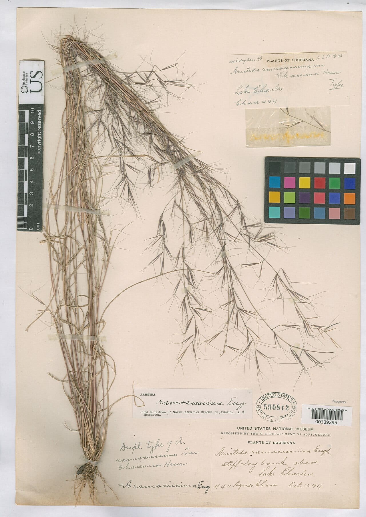 S-curve three-awn (Aristida ramosissima)