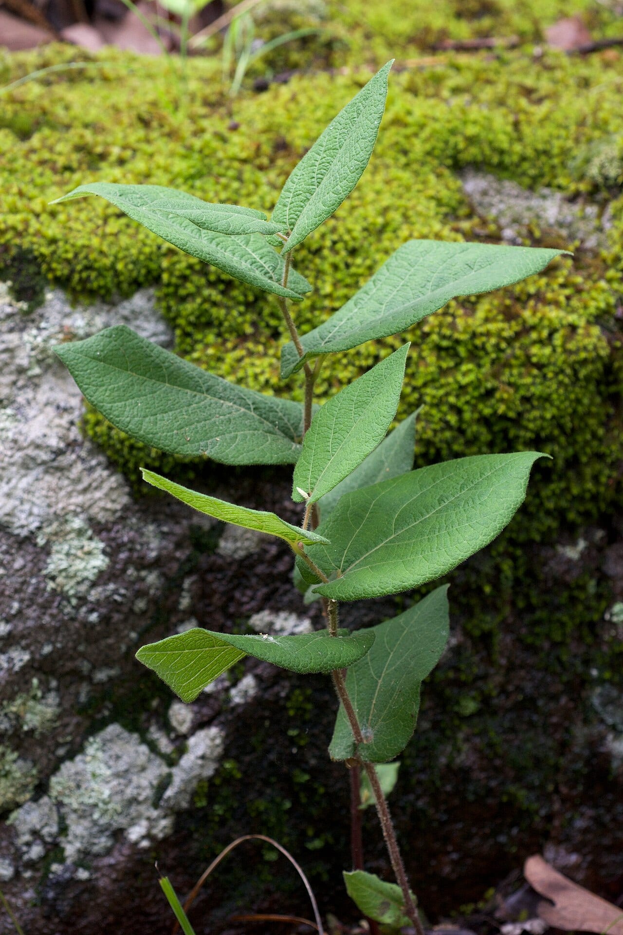 Texas dutchman's pipe (Aristolochia reticulata)